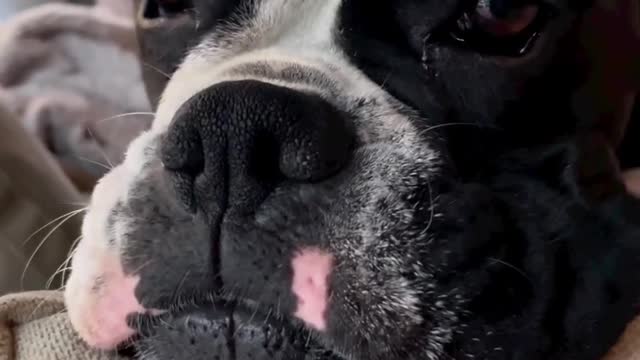 Woow dog in joke 🤣