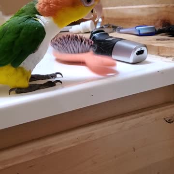 Cute Parrot making noise with a hairbrush