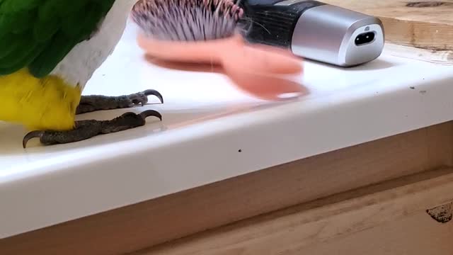 Cute Parrot making noise with a hairbrush