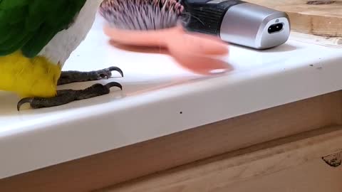 Cute Parrot making noise with a hairbrush