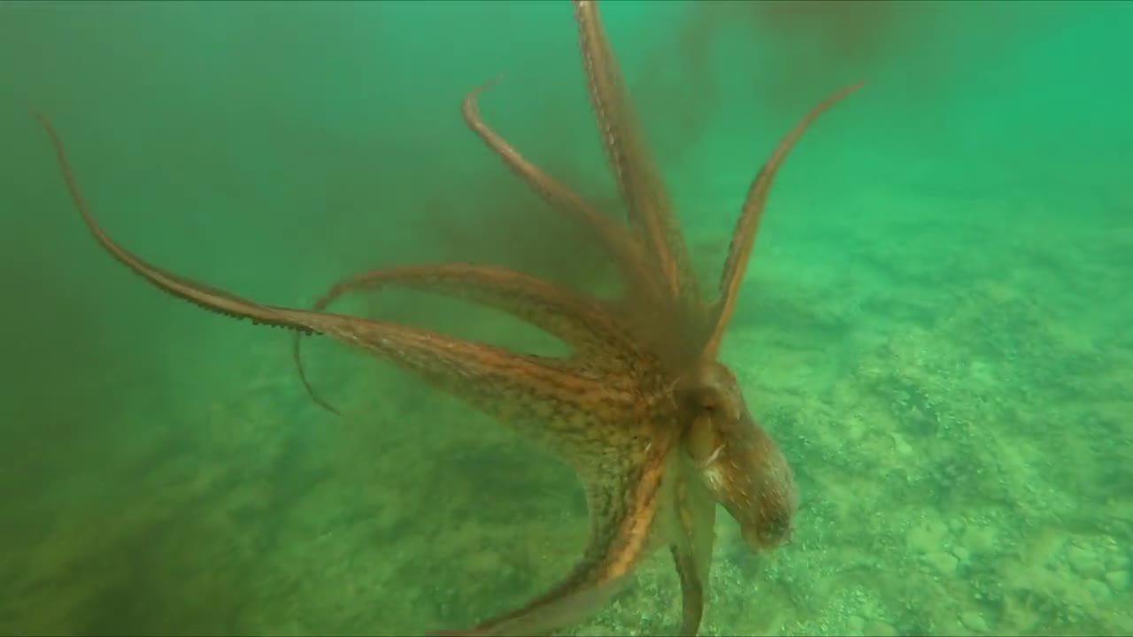 Amazing Sea Creatures ▶ 3