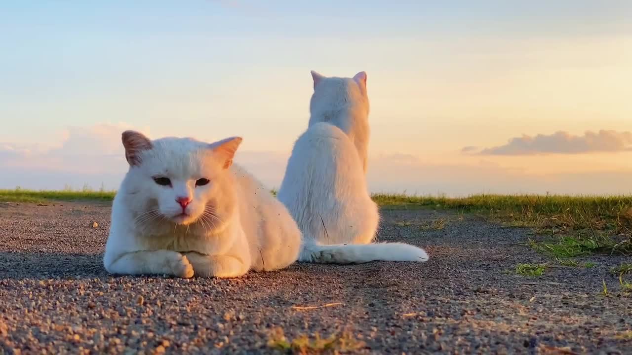 Cat's daily routine - Sunset afterglow