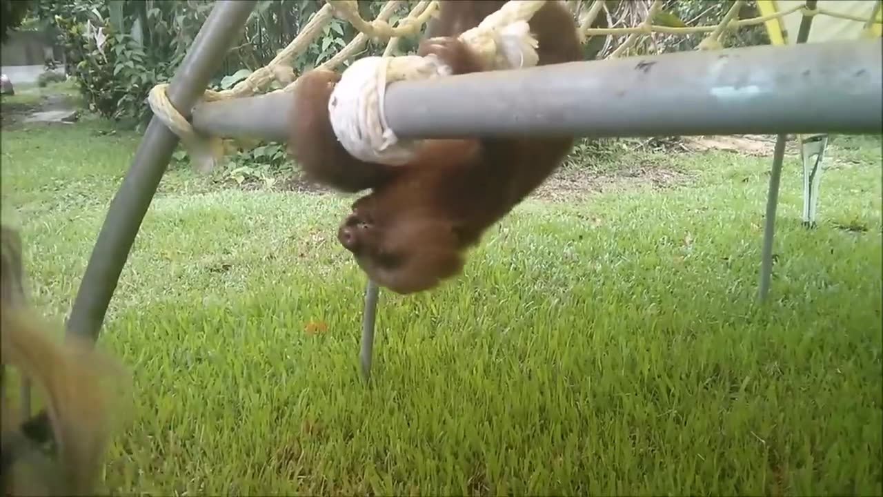 Cute animal video