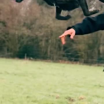 Our Only Hope for Survival, a Man and His Dutch Shepherd