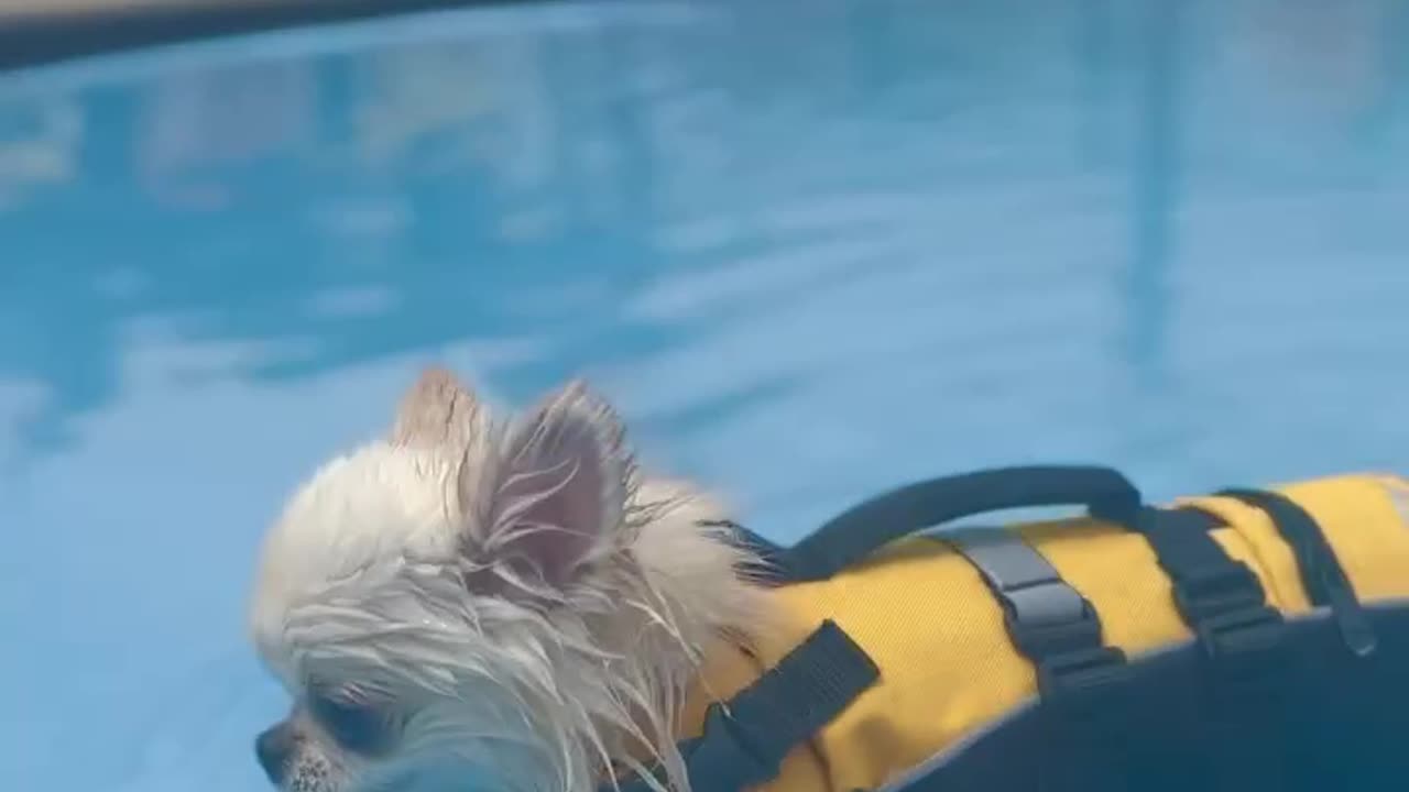 Cute puppy swimming