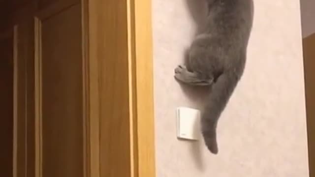 Cat walks on walls