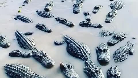 Feeding Gators !