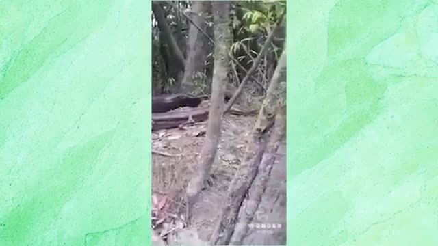 10 meter anaconda snake spotted in the amazon