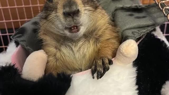 yesterday afternoon sweet trudy crossed