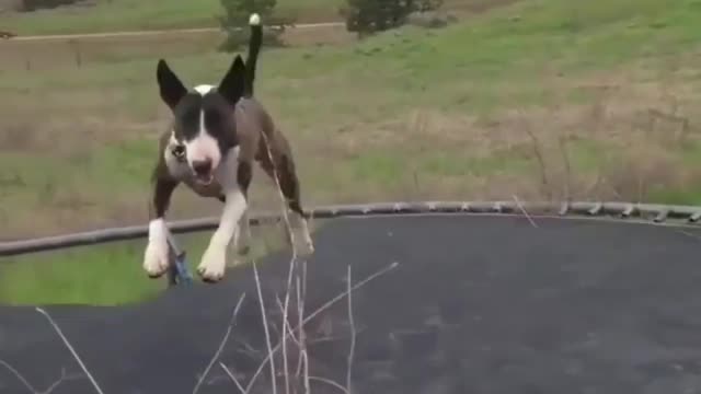 The trampoline is really fun