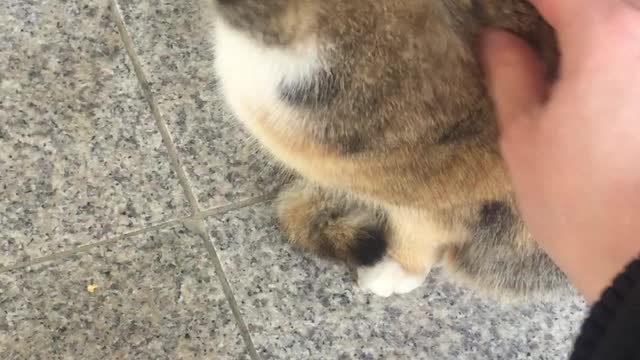 Patting a street cat.
