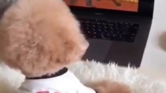 beautiful puppy entertaining watching videos #doggy