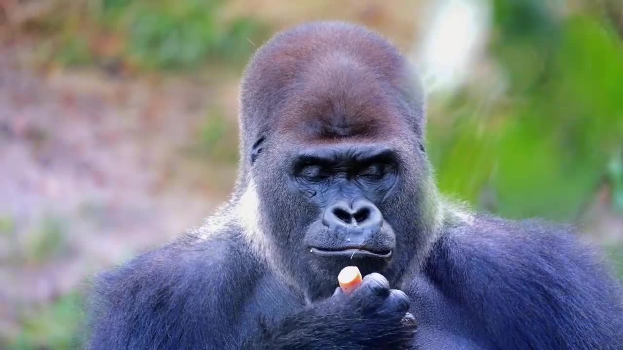 Gorilla Monkey Silverback Animal🦧