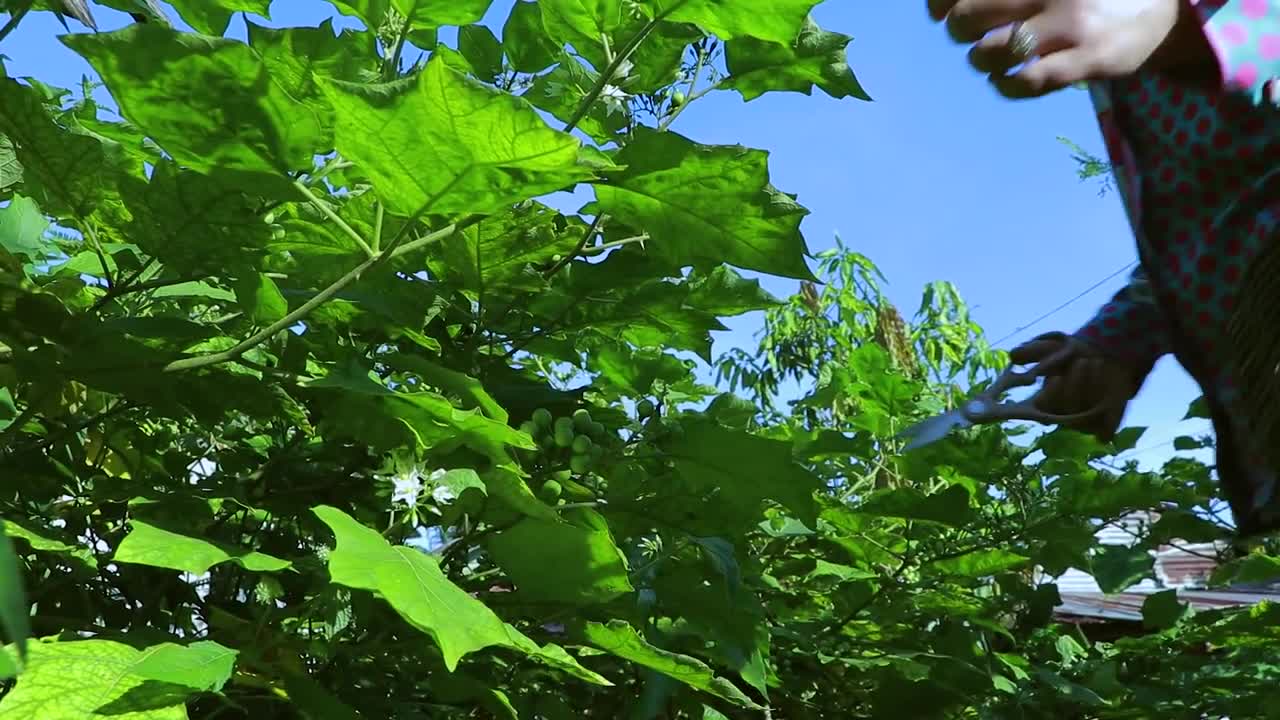 Picking fruitful turkey berry for my meal - Pea eggplant soup - Eating pea eggplant