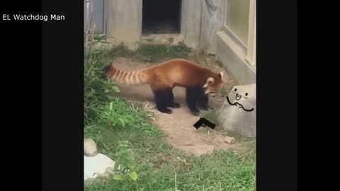 FUNNY ANIMAL WITH ANIMATION