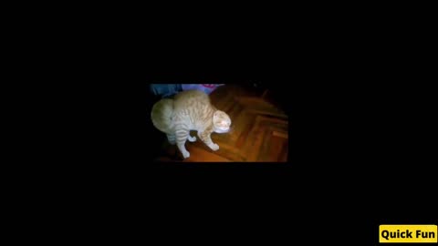 Dogs and Cats Very Funny Videos