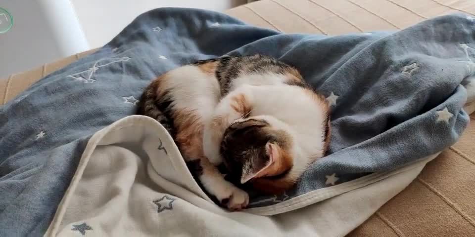 Mother Cat Sleeping On Top Of House Table