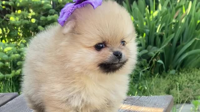 Cute puppies are playing with beautifully