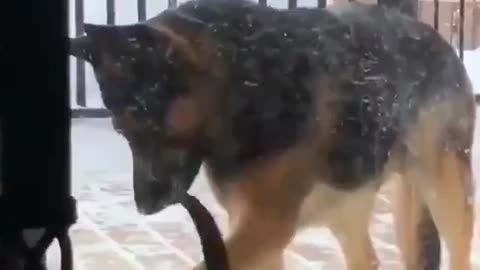 Dog And Cat Bonding #shorts #viral #shortsvideo #video