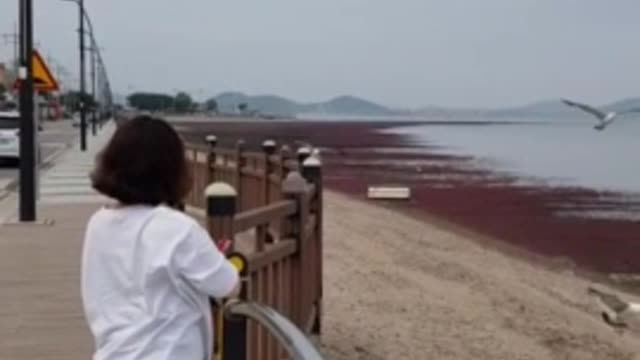 Seagull eating sweets