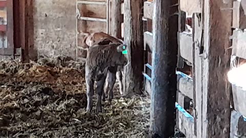 Spring Calves 2024: Momma not too happy