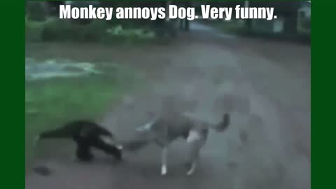 Monkey annoys Dog. Very funny.