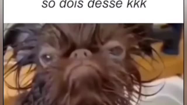 dog games ugly