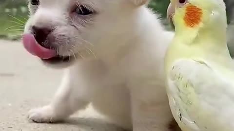 I play with the parrot