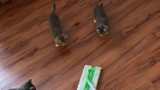 Adorable kittens hunt swiffer sweeper