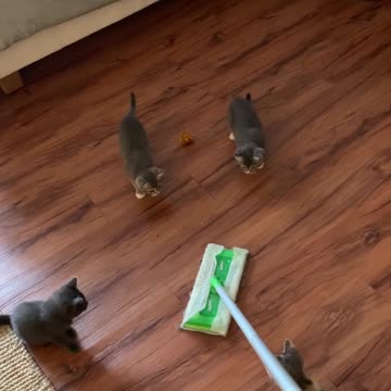 Adorable kittens hunt swiffer sweeper