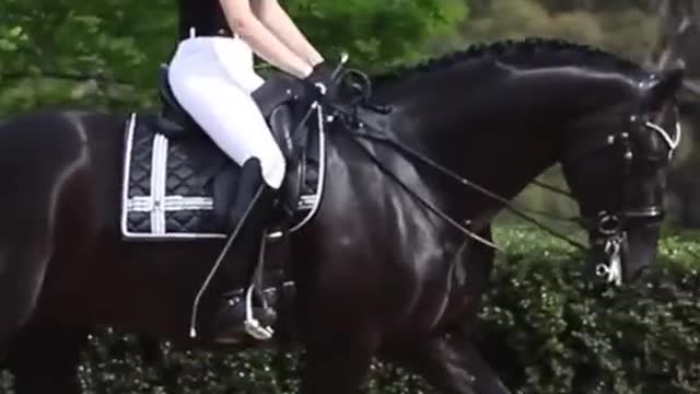 Dressage in action