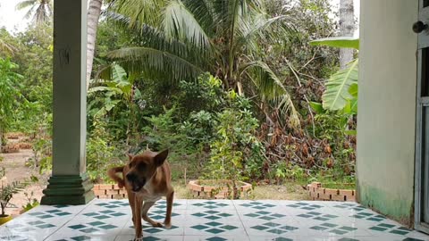 The dog is so good at standing up