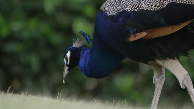 peacock grazing in the grass in slow motion