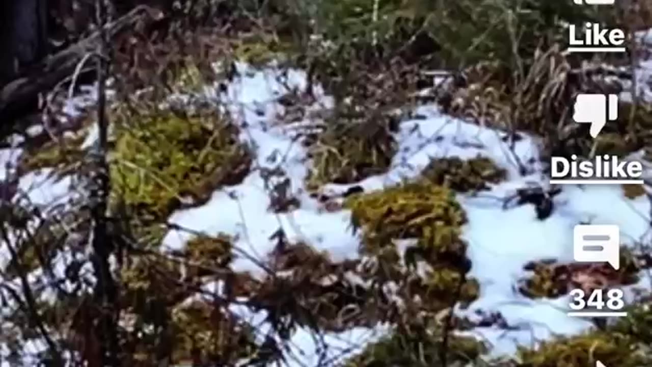 Finally, a clear video recording of Bigfoot caught on camera.