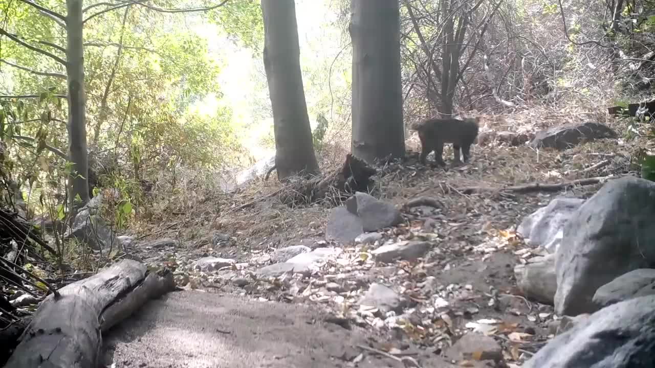 Bobcat versus Snake