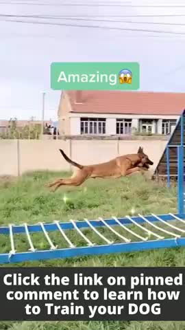 Animals funny videos