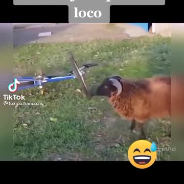 Goat this very funny