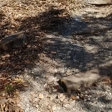 The Wild Life At Logoly State Park