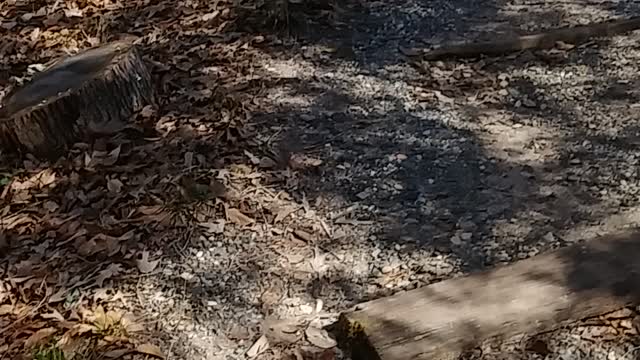 The Wild Life At Logoly State Park