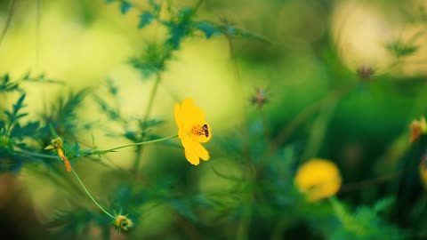 Une Abeille Sur Une Fleur Jaune