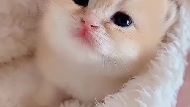 Baby 🐈 .cute and funny cat videos.