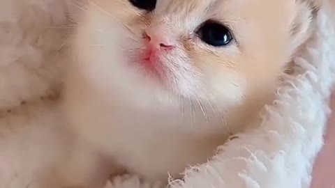 Baby 🐈 .cute and funny cat videos.