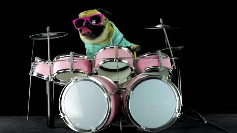 Funny dog playing drumms