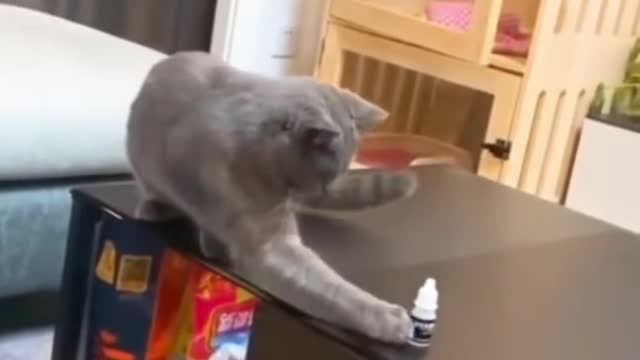 Smart cat learning.