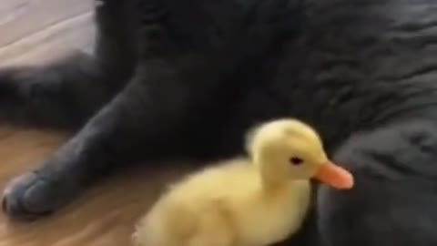 Funny Animals #6