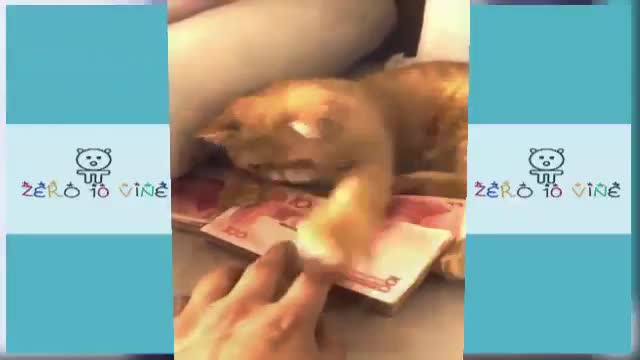 Rich CAT! Funny cat videos