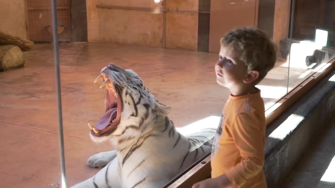 White tiger yawns at the zoo