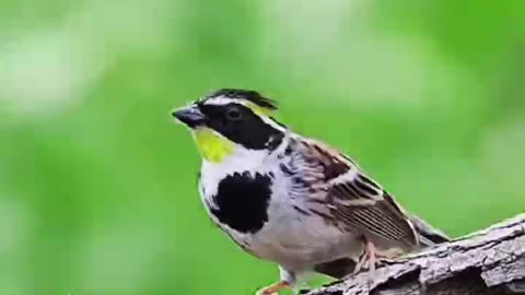 A beautiful bird landed on the tree