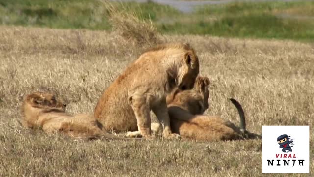 Super cute Lion cubs playing and sleeping in the savannah