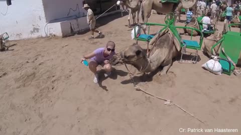 Funny Different Animals attacking